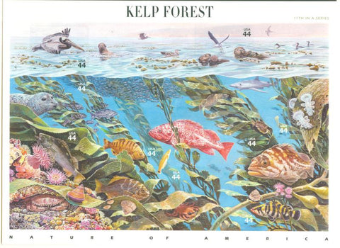11 Kelp Forest