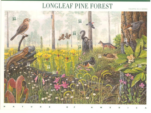 04 Longleaf Pine Forest