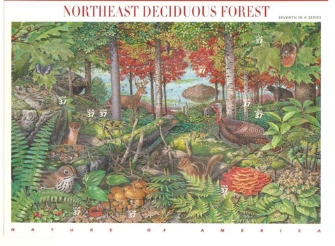 07 Northeast Deciduous Forest