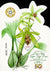 3323 Orchidee, 200 Jaar Bodor Botanische Tuin - Indonesie 2017
