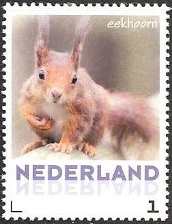 3013 Eekhoorn Nederland 2013