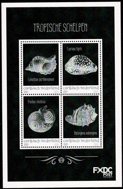 Saba2018-4 Tropische Schelpen (158)