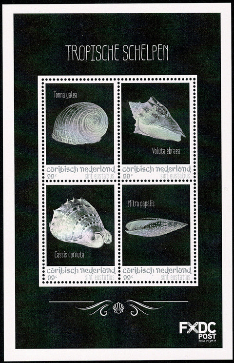 St. Eustatius 2018-4 Tropische Schelpen (159)