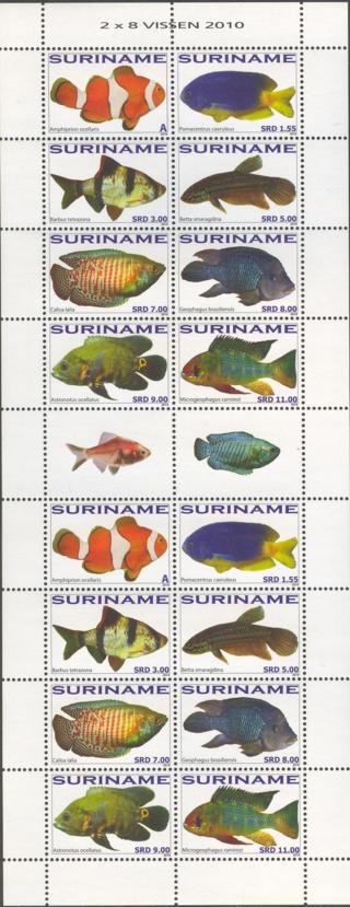 Suriname2010_11ms8