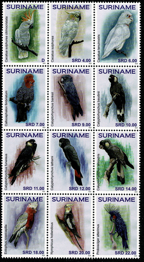 Suriname2019 Papegaaien (2392)