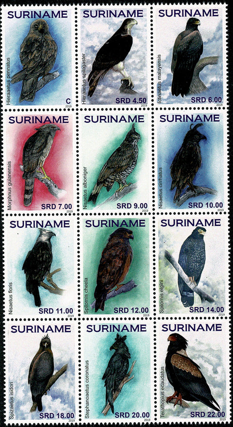 Suriname2019 Adelaars (2333/40)