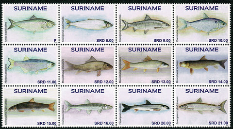 Suriname2020 Vissen (2496/07)