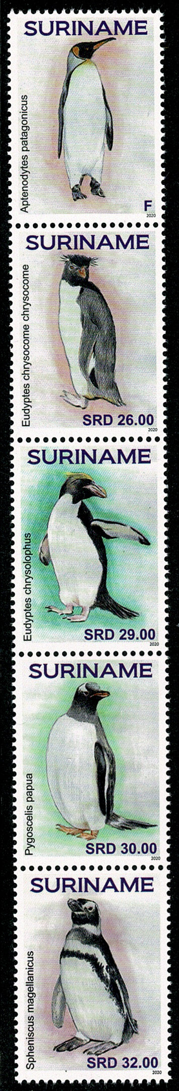 Suriname2020 Penguins (2508/12)
