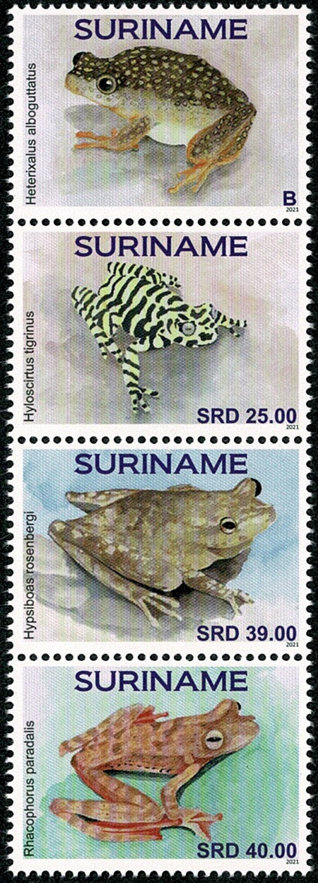 Suriname2021 Kikkers (3373-76)